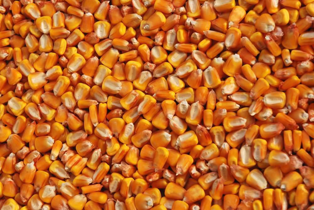 Насіння кукурудзи Дієго